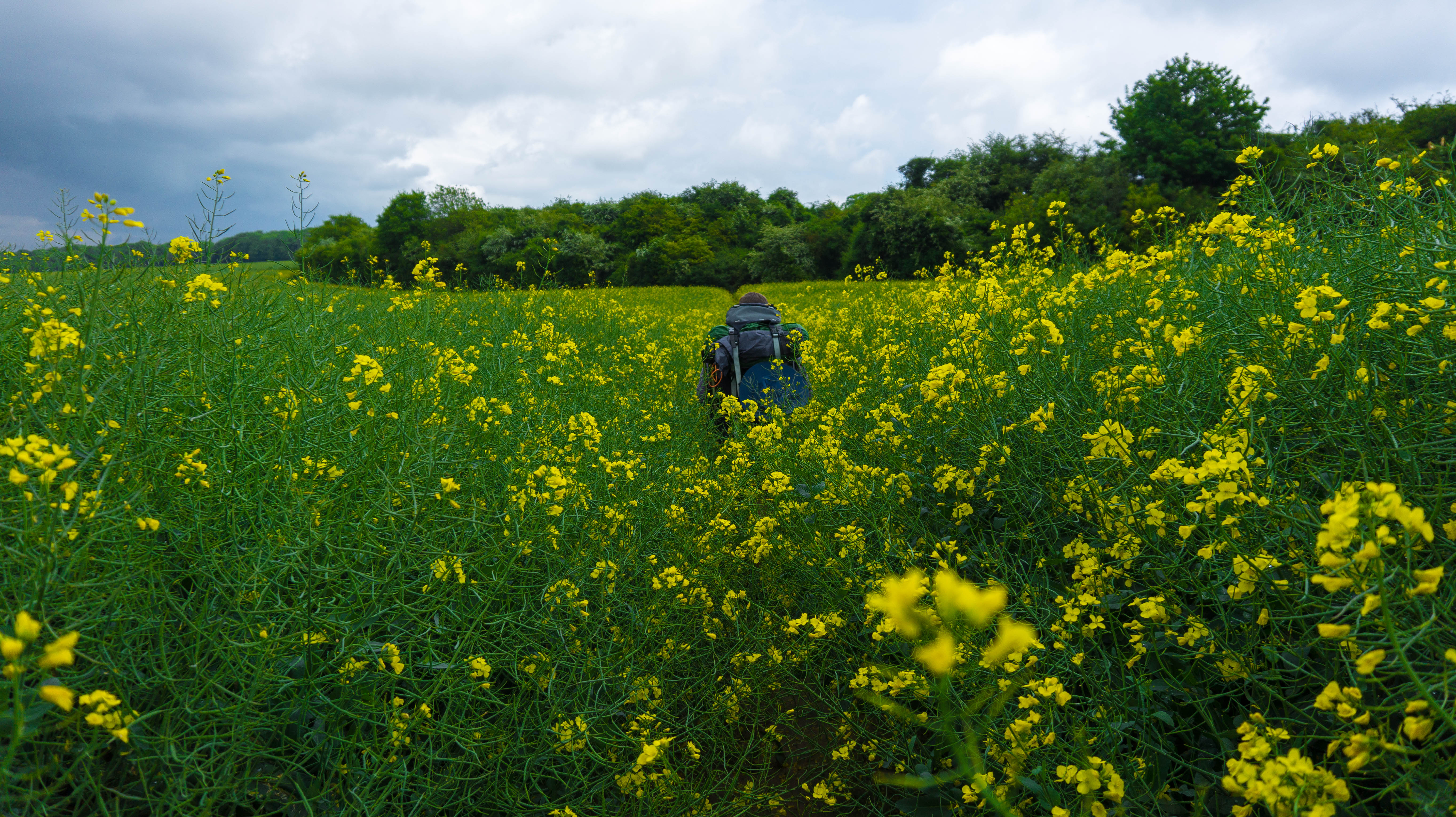 Canterbury to Dover | More rapeseed fields on Via Francigena