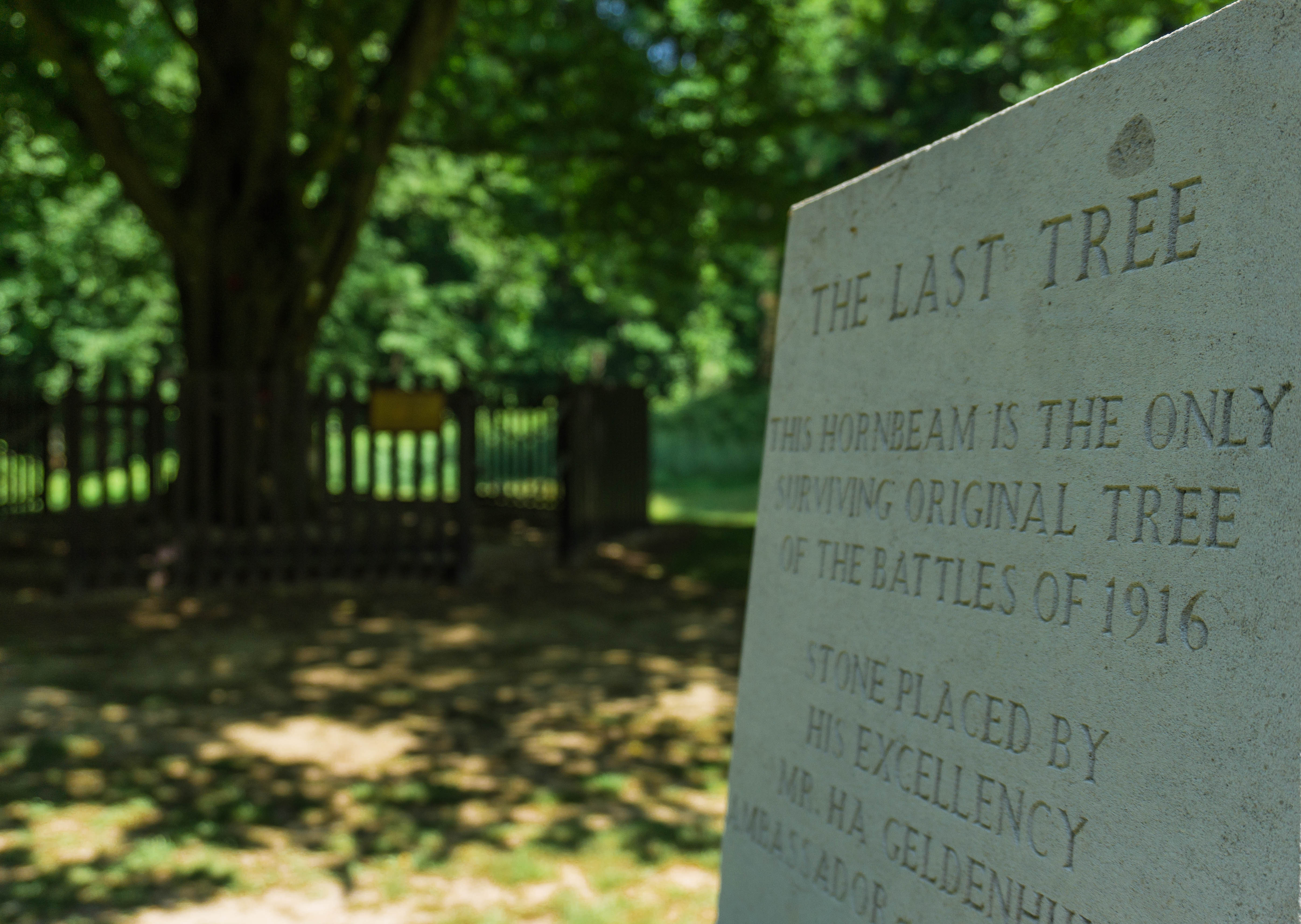 The Last Tree in Delville Wood found on a remembrance trail