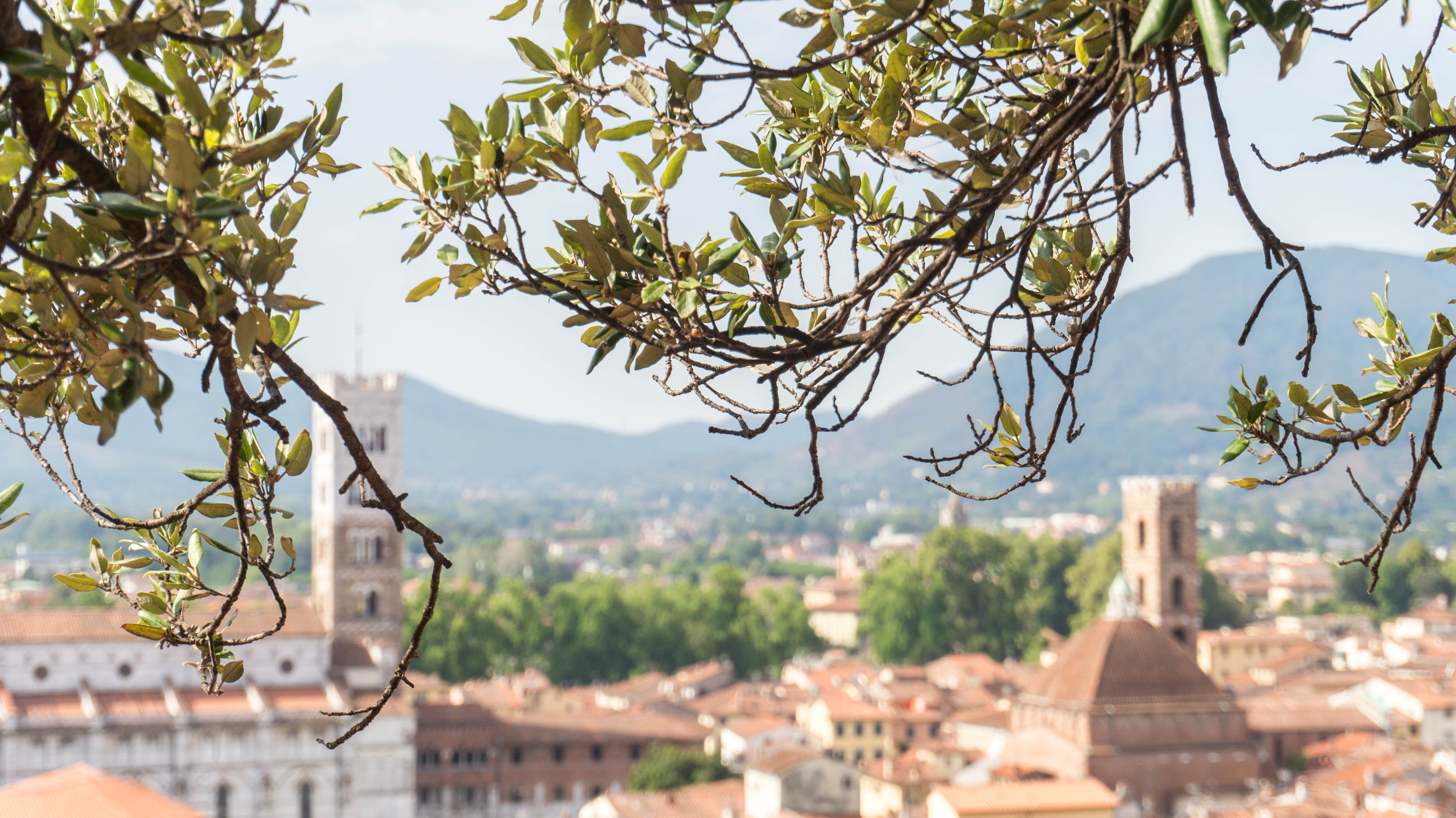 Via Francigena | 12 | Everyone loves Lucca to Siena
