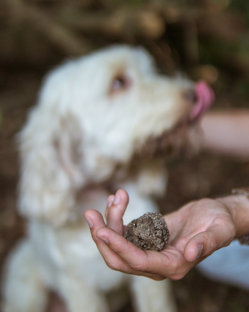 Piedmont truffle hunt