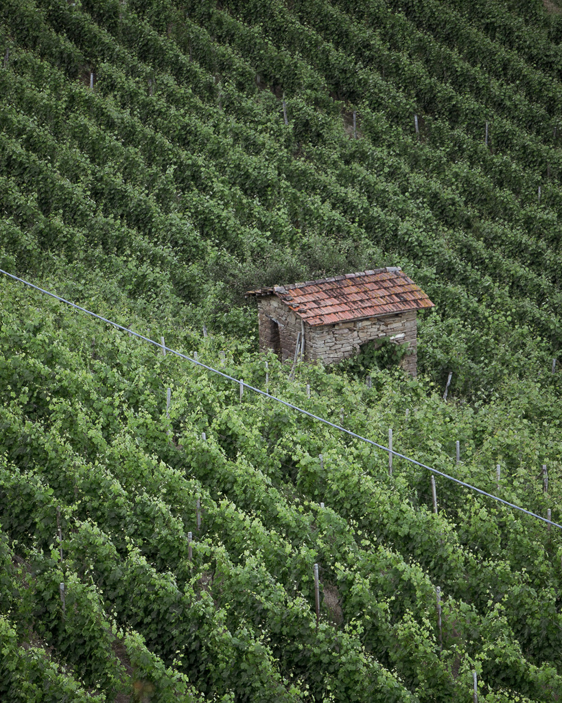 Best vineyard walk in Barolo