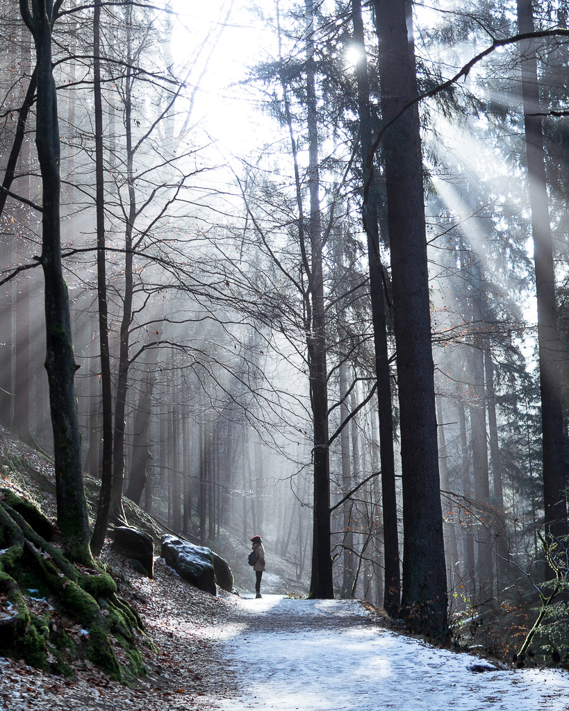 Magical forests of Saxon Switzerland