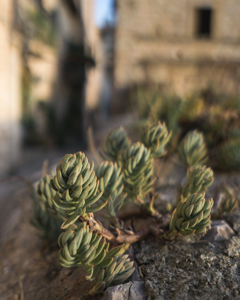 Close-up of an Umbrian succulent creeping along a wall with a sunkissed, golden village blurred in the background.