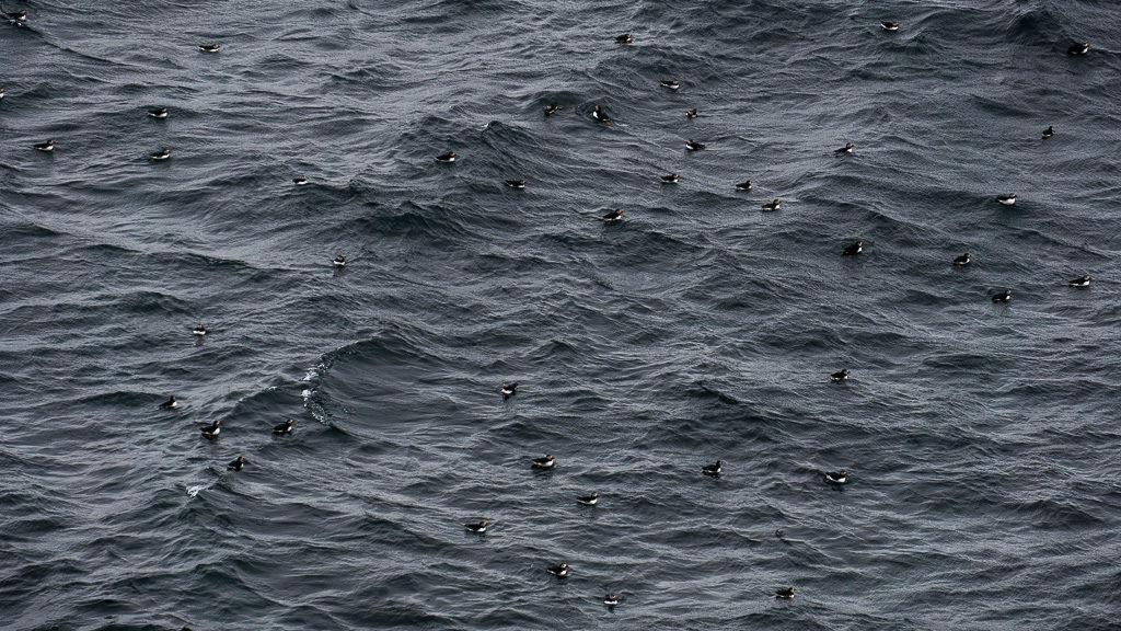 Visiting the Mykines puffins is a memorable experience. This image was after we looked out to sea and we were shocked to sea the surface covered by little black dots. There were puffins everywhere! Landscape of surface of sea with puffins everywhere.