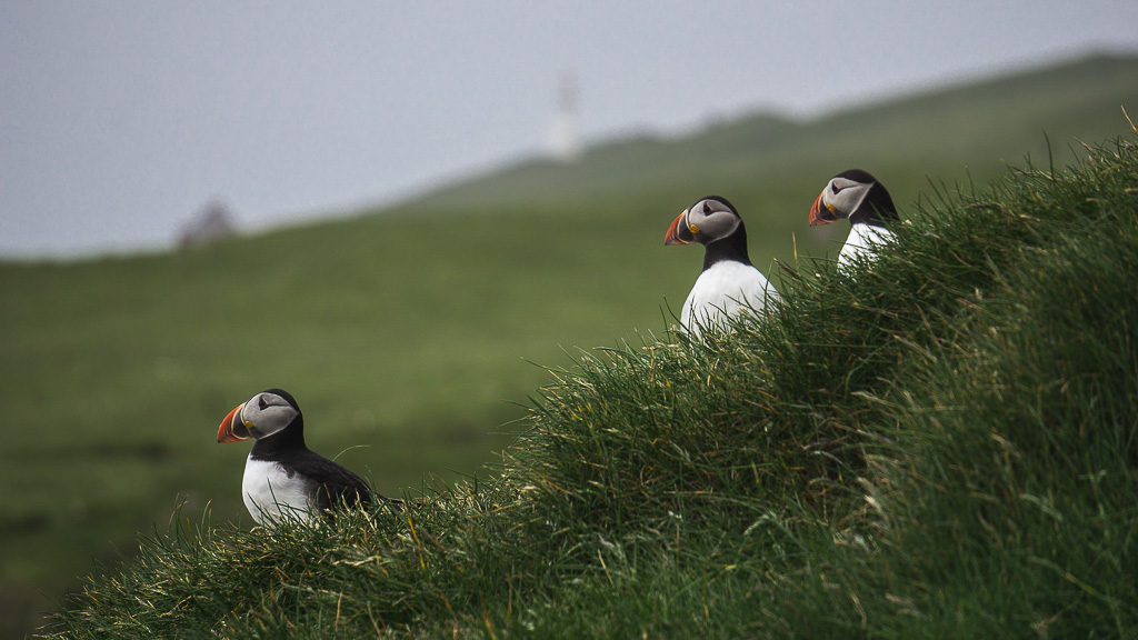 Visiting the Mykines puffins will get you right up close to the characterful little birds. Landscape image of three puffins up close all looking off to the left.