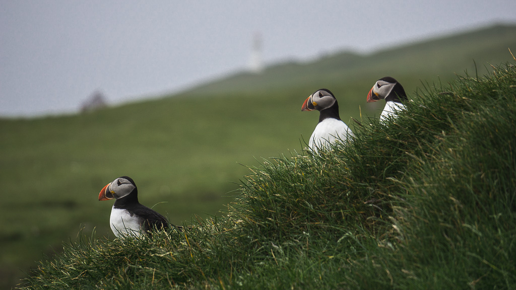Seabird city | visiting the Mykines puffins, Faroe Islands
