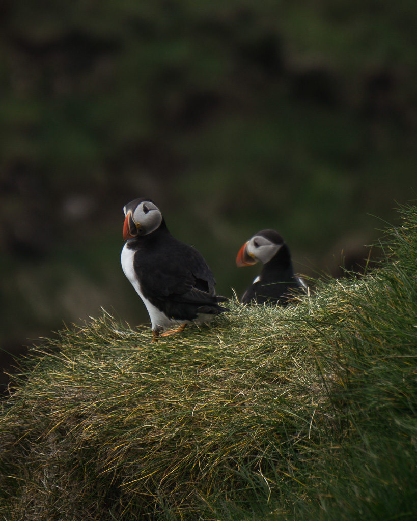 Visiting the Mykines puffins will mean you get very close to these confident little birds. Portrait of two little puffins getting ready to fly off for more anchioves.
