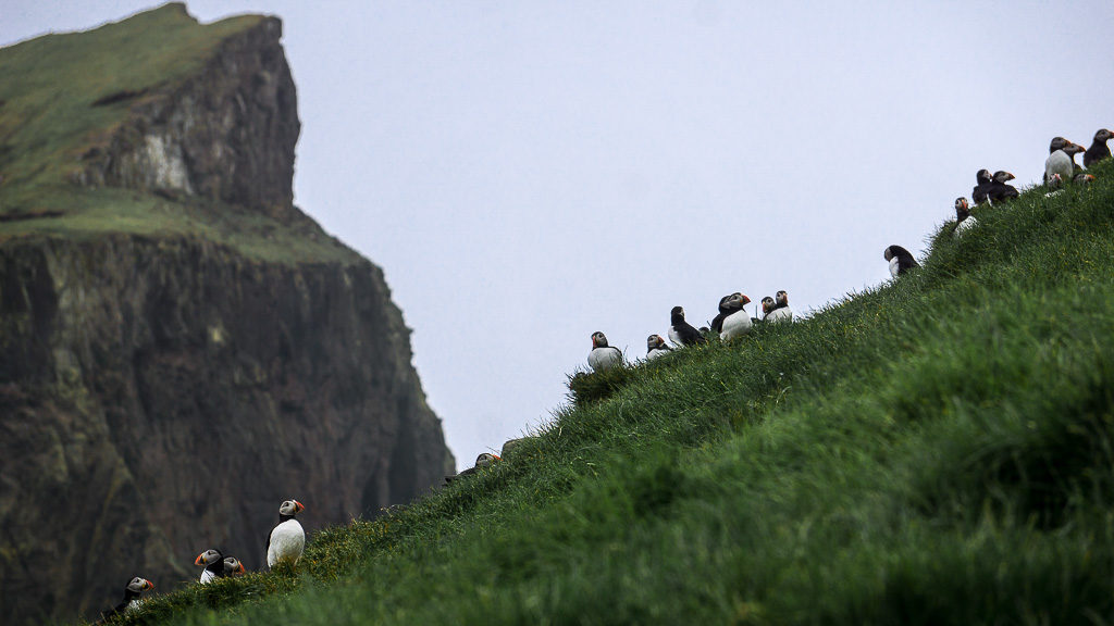 Mykines puffins delivers because these little birds are everywhere. Literally everywhere. Here's a landscape of a gang ready to fly off for more fishing.