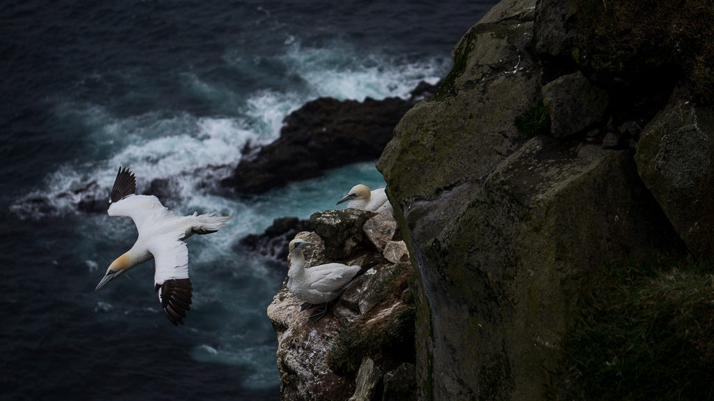 Gannets also live here at the only colony in the Faroe Islands. Landscape of gannets on a cliff ledge.